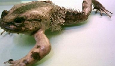 La grenouille est mon totem ... 
