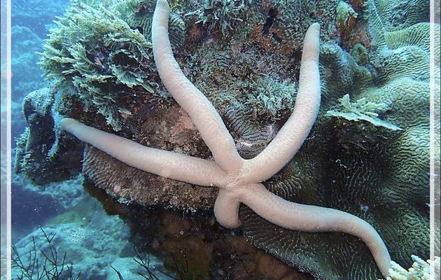 Etoile de mer comète, Etoile de mer jaune, Common comet star, Yellow starfish (Linckia guildingi) - Antsoha (Rocher 4ème Frère) - Tsarabanjina - Mitsio - Madagascar