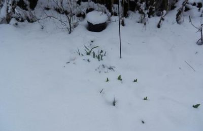 Flocons d'avril
