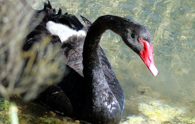 L'œil rouge du cygne noir - Ars-en-Ré - Ile de Ré - 17