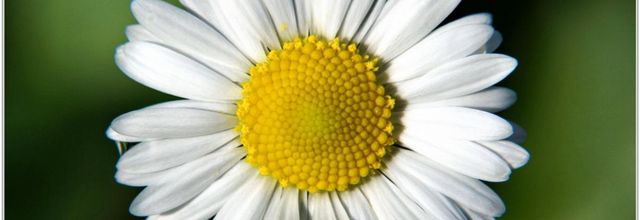 Pâquerette (3) - Bellis perennis