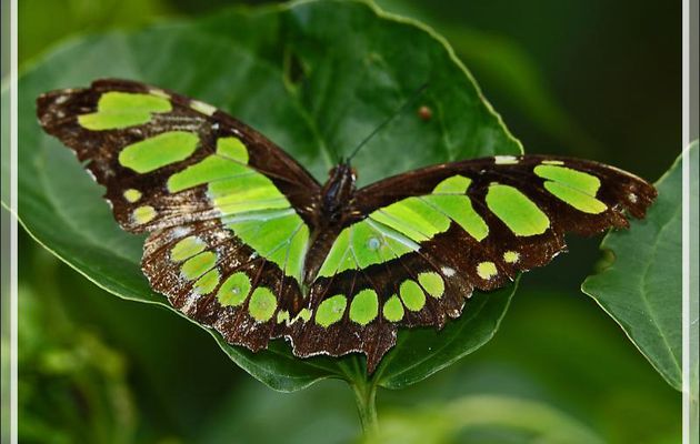 Papillon Malachite (Siproeta stelenes) - Parque das Aves - Foz do Iguaçu - Brésil