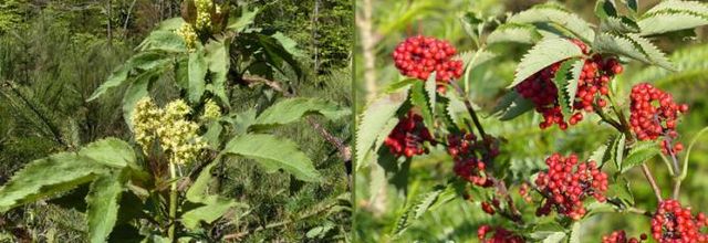 Sambucus racemosa  -  sureau à grappes