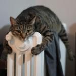 Chats chauds