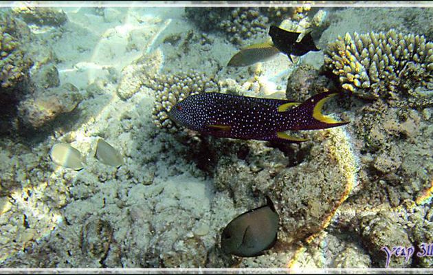 Mérou croissant de lune bleu ou Loche-caméléon bleu ou Croissant queue jaune bleu, Blue yellow-edged lyretail (Variola louti) - Snorkeling à Thudufushi - Atoll d'Ari - Maldives