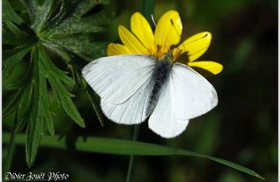 Aurore (2) - Anthocharis cardamines