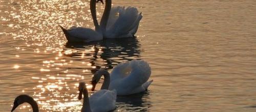 ... cygnes...!