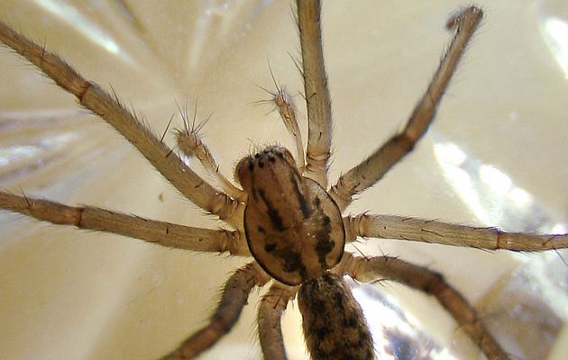 Superbe araignée avec juste assez de poils pour donner le frisson - Ile de Ré - 17