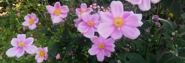 Challenge de Jean-Pierre : Les fleurs .
