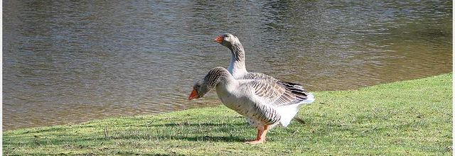 Rencontre avec les oies sauvages