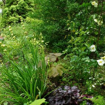 Sous un pommier, une arche et un rosier