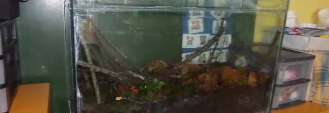 Mise en place d'un vivarium