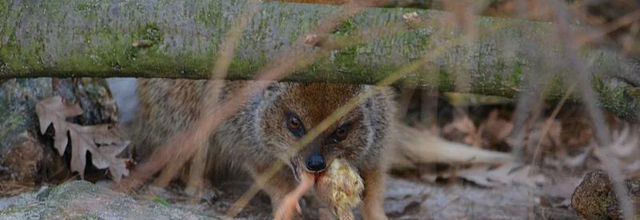 Ménagerie du Jardin des Plantes : Le repas de la Mangouste Fauve