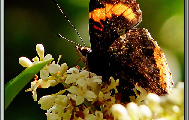 Papillon Vulcain (Vanessa atalanta) - La Couarde-sur-Mer - Ile de Ré - 17