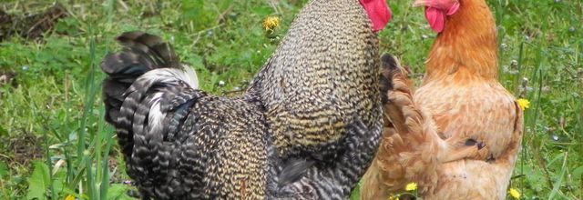 mon couple du jour  !