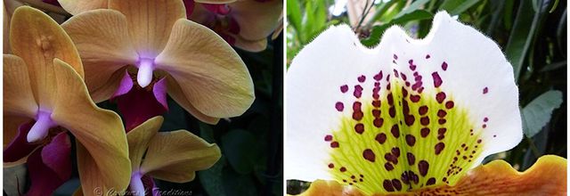 Orchidés