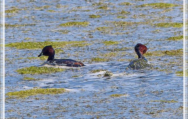Couple de Grèbes castagneux, Little grebe (Tachybaptus ruficollis) - La Couarde-sur-Mer - Île de Ré - 17