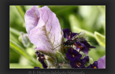 Ichneumon femelle (hyménoptère) dans ma lavande Stoechas...