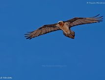Gypaète barbu - Gypaetus barbatus - Bearded Vulture