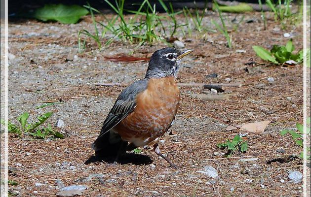 Merle d'Amérique, American Robin (Turdus migratorius) - Rawdon - Lanaudière - Québec - Canada