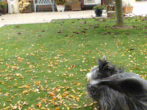 Vidéos du 15.10.2025 - Octavia ne peut pas s'empêcher de se rouler, même dans les feuilles ! lol 