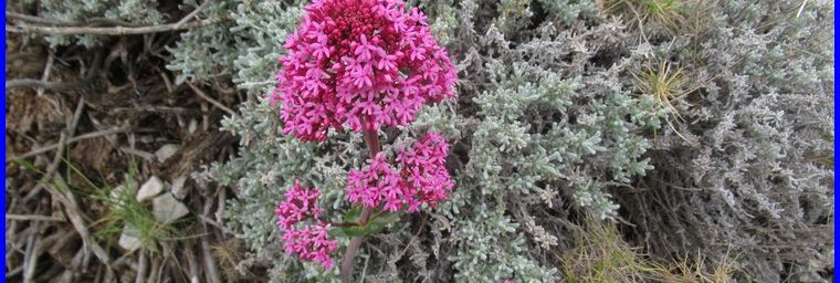 Les fleurs des collines