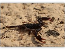 Scorpion noir à queue jaune