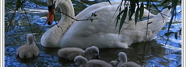 Des petits cygnes sont nés au Lac des Minimes - Vincennes