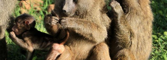Remontée du cratère du Ngorongoro, Tanzanie