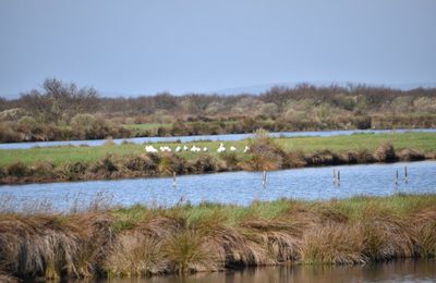 EB - L'île aux spatules au Domaine de Certes...