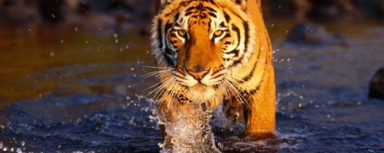 SIMHA - Du 18 août au 17 septembre
