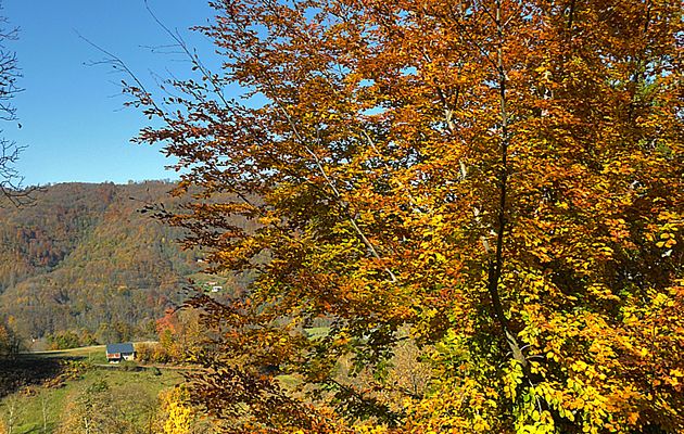 Flore des Pyrénées (Images de mon ancien blog, année 2008)