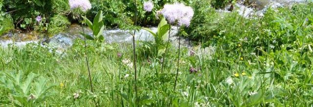 Thalictrum aquilegiifolium  -  pigamon à feuilles d'ancolie