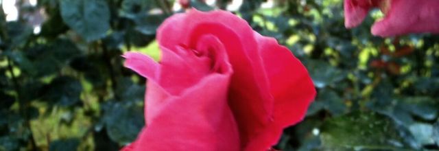 Challenge de Jean-Pierre : les fleurs ( 11 )