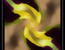 Variation sur une fleur...