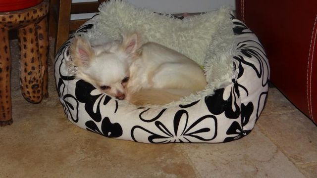 Un Chihuahua un Jour .. Un chihuahua Toujours