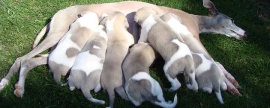 Les chiots ont 1 mois