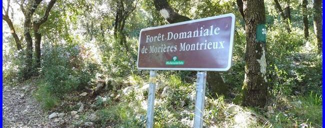 Forêt de Morières Montrieux, le Bau pointu