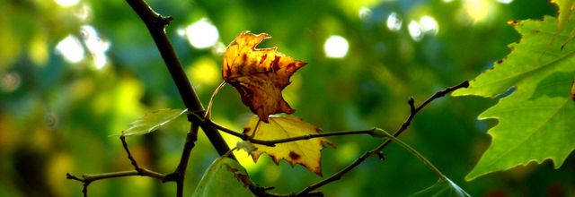 En couleur, la nature