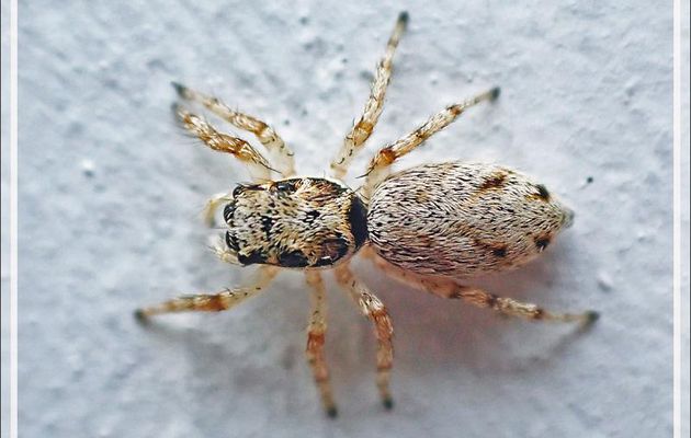 Araignée femelle Saltique arlequin ou chevronnée (Salticus scenicus) - La Couarde-sur-Mer - Ile de Ré - 17