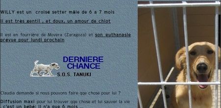 Animaux en détresse