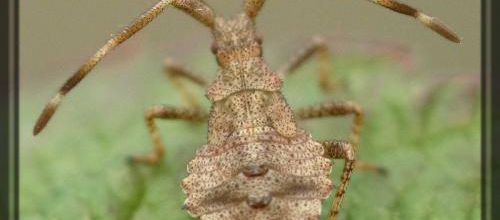 Coreus marginatus