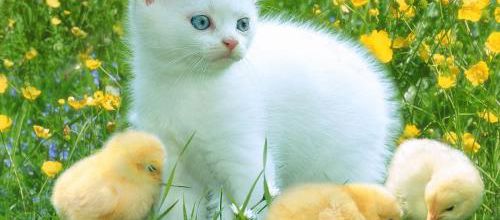 Le respect des animaux
