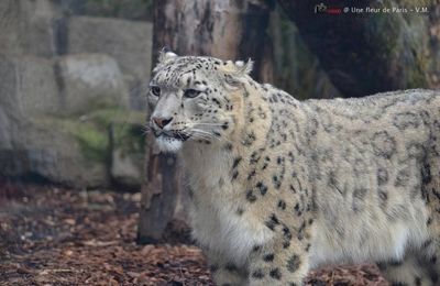 Ménagerie du Jardin des Plantes : Esha Panthère des Neiges