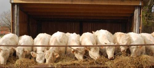 La viande charolaise Bio dans le Morvan....un produit de qualité