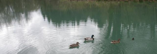 Les Canards de St Joseph de Rivière..