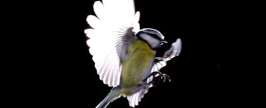Oiseau bleu