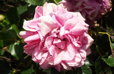 Honneur à "la reine des fleurs" ...