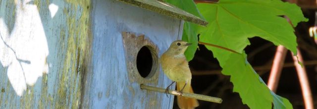 Famille rouge-queue A à Z