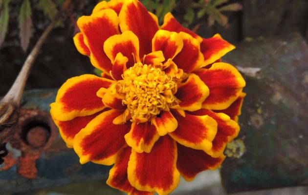 des fleurs orangées